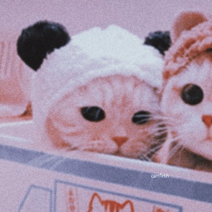 Featured image of post Cat Matching Pfp Couple Kawaii